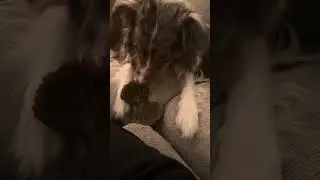 asmr dog chewing bone sounds