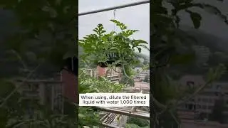 Tips to increase crop productivity  #garden #agriculture #plants