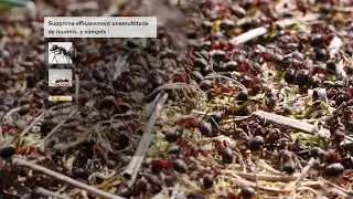 Ant B Gon Max Ant Killer Granules (French)