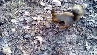 Сажаем подсолнухи в ЦПКиО :)