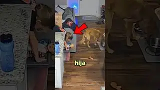 Este Papá Encontró el Juguete Perfecto en la Cocina!