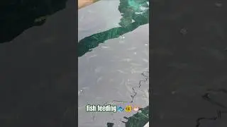 FISH FEEDING SA GITNA NG DAGAT #trendingshorts #fish #fishfeeding #islandbeach #beach