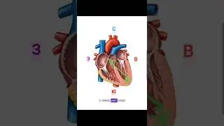 "Северо-западная" ось сердца  #ecg #экг #эос #shorts