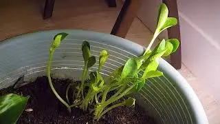 Indoor unintentional pumpkin plant