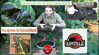 Animalia - Roodwangschildpad krabt en bijt zich door het leven...