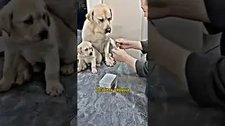 Мать Защищает Сына 