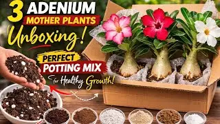 3 Adenium Mother Plants Unboxing 🌸 | Best Potting Mix for Adenium | Full Potting Process