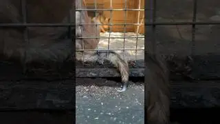 Этот хвост уже намылился домой… Скорее забирайте