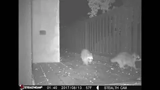 racoons