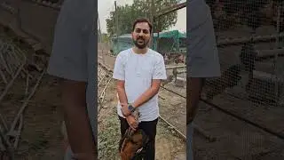 आपल्याला हवा तो कोंबडा घ्या ह्या रविवार साठी 