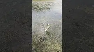 Щука на спиннинг