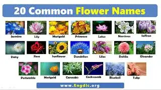 20 Common Flower Names | Basic English Vocabulary