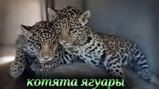 Маленькие ягуары.Котята играют)