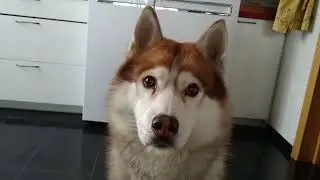 Хаски, когда принесли вкусняшки