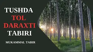 TUSHDA TOL DARAXTI TABIRI | TUSHDA TOL DARAXTI TABIRI NIMA BO'LADI..!