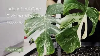 Plant Care Vlog | Dividing Propagation Albo Monstera Borsigiana