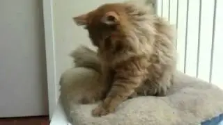 Likeboe 's Charu