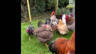 King Rooster and Hens 4 August 2023
