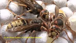 Гнездо Шершней Vespa crabro. How are European hornets living in their paper nest? #энтомология