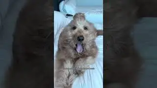 How to bring your dog to hotels! 