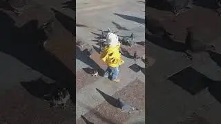 Голуби ...                           #видео #природа #море #птицы #голуби #семья #обзор #обед #ялта