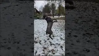 кане корсо Шера и снежки!