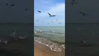 Чайки #море 🌊 #природа / Seagulls #sea 🌊 #nature