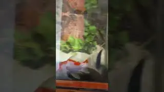 Ikan Berenang dan Air Bersih dan Jernih