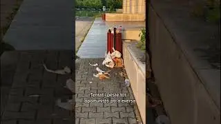 Câinele tău mănâncă de pe jos? 