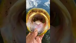 Big! 