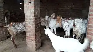 qurbani2022 || beautifulgoats ||sheikh sultan goat farm
