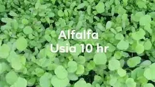 ALFALFA & MOMBACA F1 cuma 50 ribu