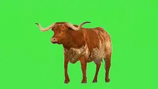 Brown cow green screen video | copyright free |chromakey
