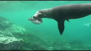 Морские львы любят поиграть с другими жителями подводного царства