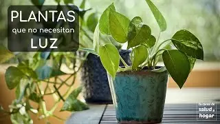 Plantas que no necesitan luz