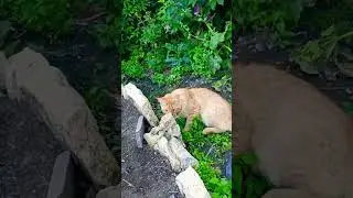 Тест#юмор #cat #смешные котики