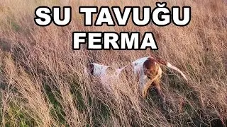 Kırma Pointer Lessie su tavuğu ferması