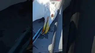 спас чайку