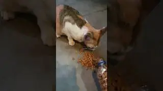 kucing hamil datang kerumah #cat #shortvideo #shorts