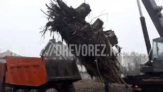 Корчевание пней вручную