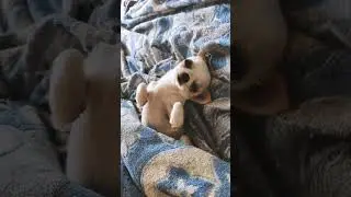 Я звезда, а ты не звезда, поэтому ты злишься 