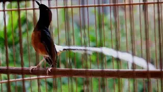 White-rumped shama กางเขนดง