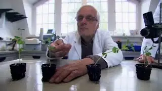 In the Mind of Plants - Documentary (Jacques Mitsch, 2008)