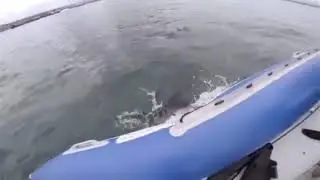 Акула ест лодку