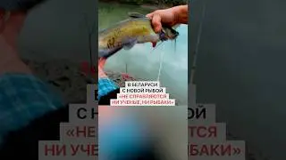 Беларусь борется с американским СОМИКОМ в реке Муховец каждый день