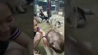 Siberian Husky Cafe Thailand
