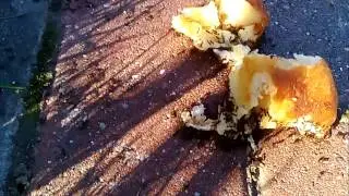 Дикие Tetramorium caespitum  едят пирожок с картошкой