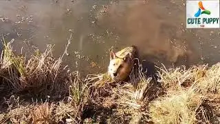 Dog in a joy mood playing #pets #petlover #dog #puppy #shorts #shortvideo #trending #viral