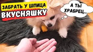 Померанский Шпиц 🐾 Реально ли забрать у маленькой собачки лакомство