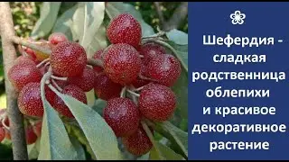 ❀ Shepherdia is not only a sweet relative of sea buckthorn, but also a beautiful ornamental plant